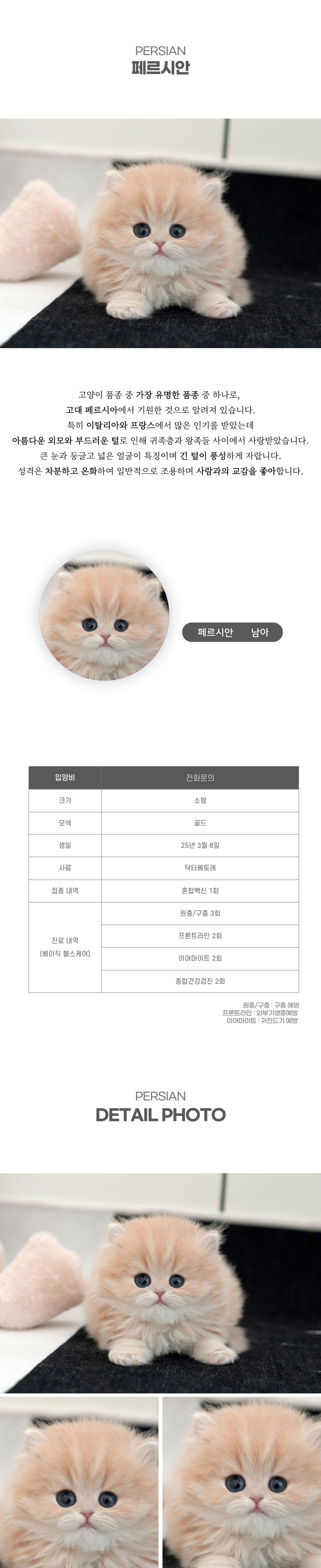 페르시안_상세이미지_2